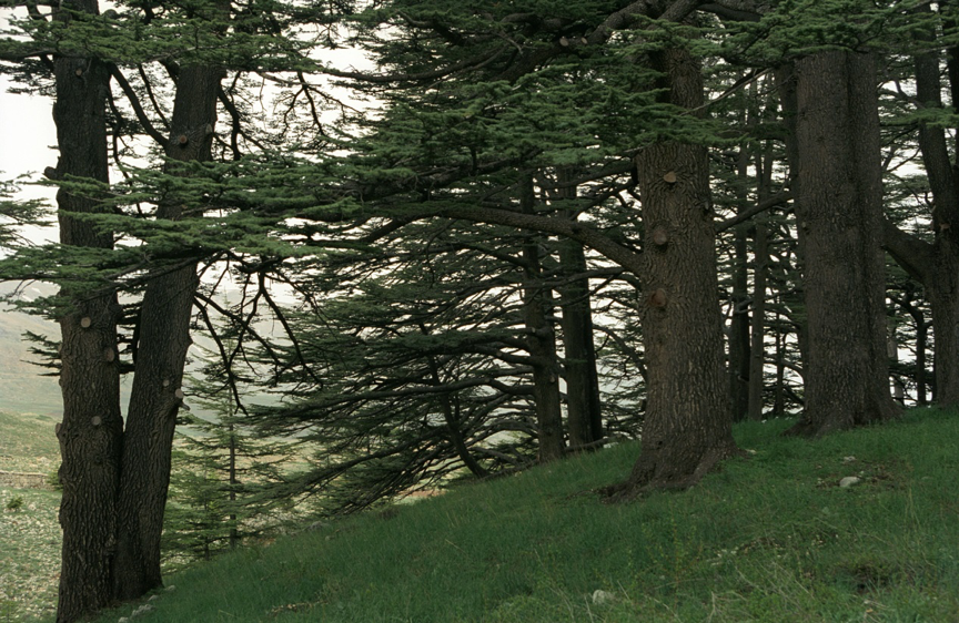 Stopping By Woods A Study On The Soundscape Of The Cedar Forest In The