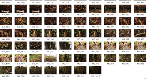 An snapshot of a large photoset of nature pictures. There are 57 pictures in total. Each picture features different elements of nature depicting Madison's location during her nature walk. The first three consist of her hand and arm touching the tree bark and leaves, the next several photograph more of this tree bark. Then, there are pictures of branches, thick and thing, as well as images of trees and the ground covered in leaves. The colours are a mix of brown, red, orange, green and yellow. 