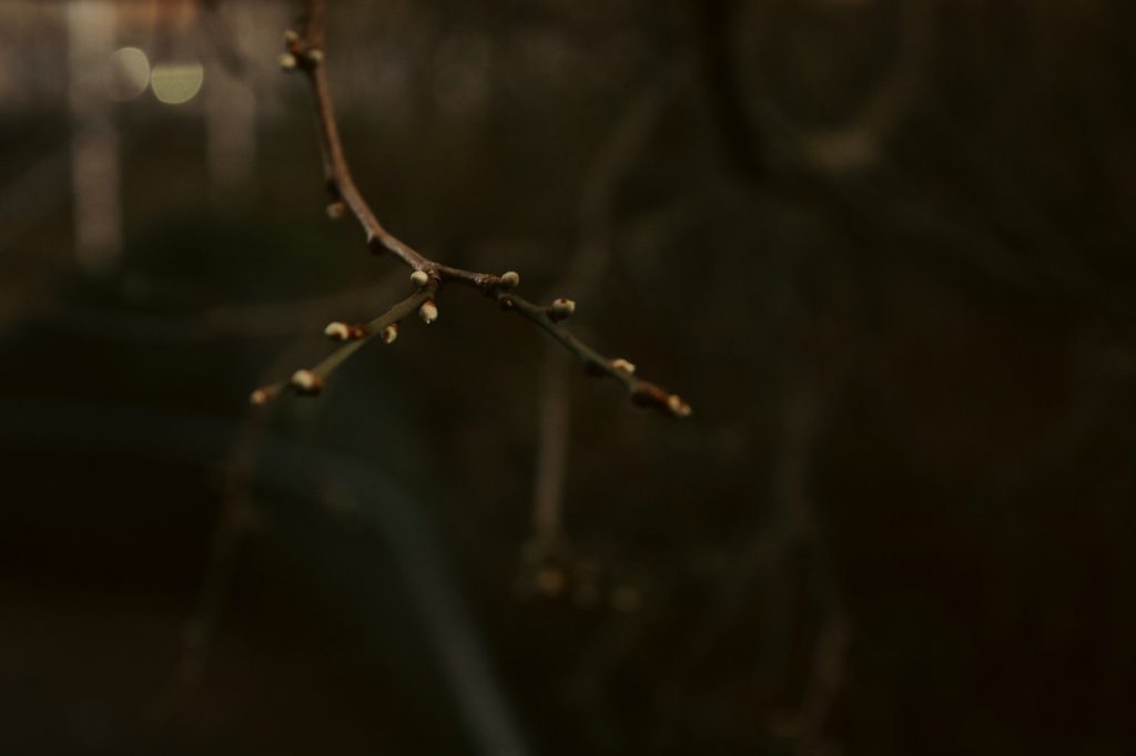 High resolution image of a thin tree branch. The branch has is red brown and has yellow buds on it. The background is a mixture of other blurred branches and natural light. The overall image is dark, the thin branch in focus stands out.